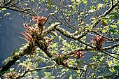 Bromeliads of the cloud forest along the Inca Trail